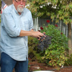 al-grapes